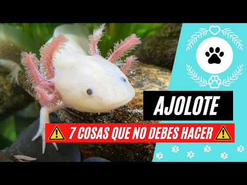 7 COSAS que NO DEBES HACER si tienes un AJOLOTE como MASCOTA
