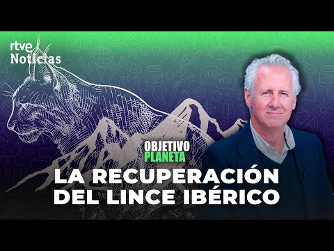 IBERIAN LYNX: LORENZO MILÁ and the RECOVERY of ENDANGERED SPECIES | RTVE News