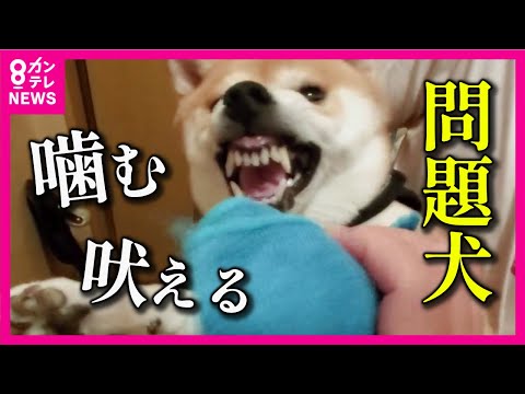 【"問題犬"専門のドッグトレーナー】犬と心通わすトレーナー「ポチパパ」　殺処分ゼロを目指す 「どんな問題犬も幸せに」【関西テレビ・アーカイブ】