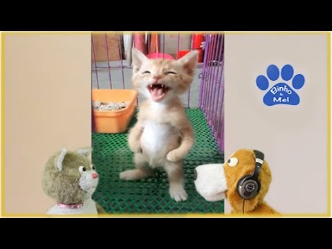 Funny Animals - Dubbed Animals Binho and Mel