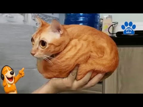 Funny Animals - Dubbed Animals Binho and Mel #24