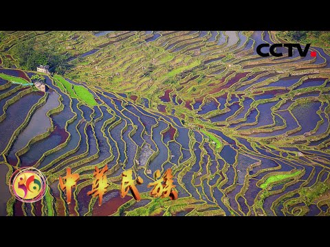 绝美！世界文化遗产哈尼梯田——雕琢千年的大地艺术 | CCTV「中华民族」20210728