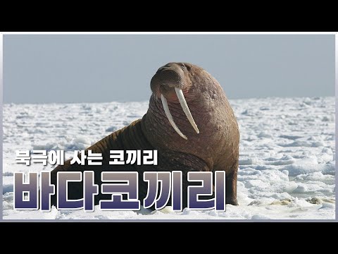 북극에 사는 코끼리, 바다코끼리!