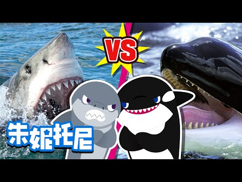 [趣味探索] 再对决! 大白鲨 vs 虎鲸 | 大白鲨和虎鲸的第二次对决！到底谁会胜利呢？| Kids Song in Chinese | 兒歌童謠 | 卡通動畫 | 朱妮托尼童話故事
