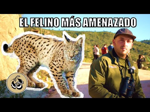 El Lince Ibérico, buscamos al felino más amenazado de Europa