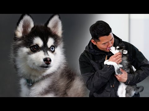 이 강아지는 이제 제 겁니다. 강형욱이 반한 예쁜 강아지 [퍼피교육]