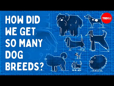 Why are there so many different kinds of dogs? - Kathleen Morrill Pirovich