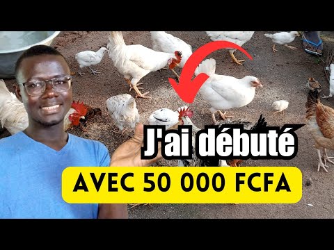 How to start raising local chickens with 50,000 FCFA?
