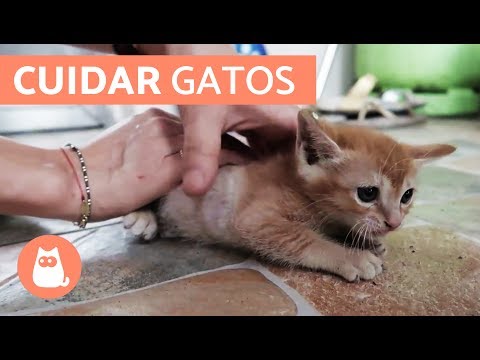 HOW TO CARE FOR A KITTEN