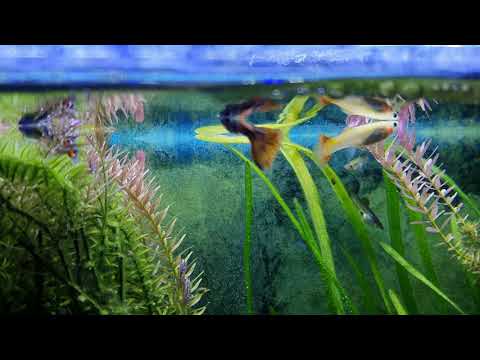 Guppygerechtes Aquarium einrichten, richtige Ausstattung für guppys und Tipps zur Haltung