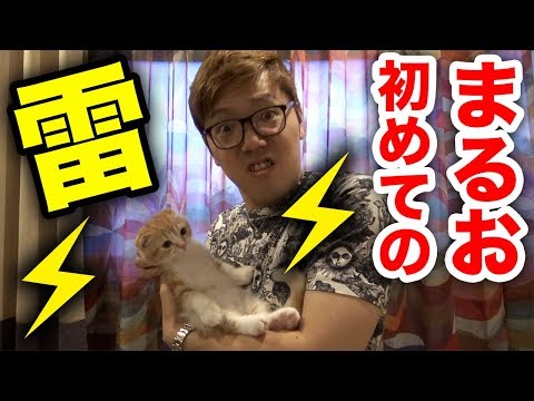 まるお、初めての雷でまさかの…【まるおの成長日記 #7】