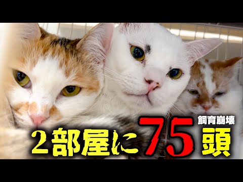 【飼育崩壊】２部屋に７５頭の猫が…。過密飼育から助け出された猫たちに会いに行ったら、人懐っこいし仲良しだし可愛すぎました…！！